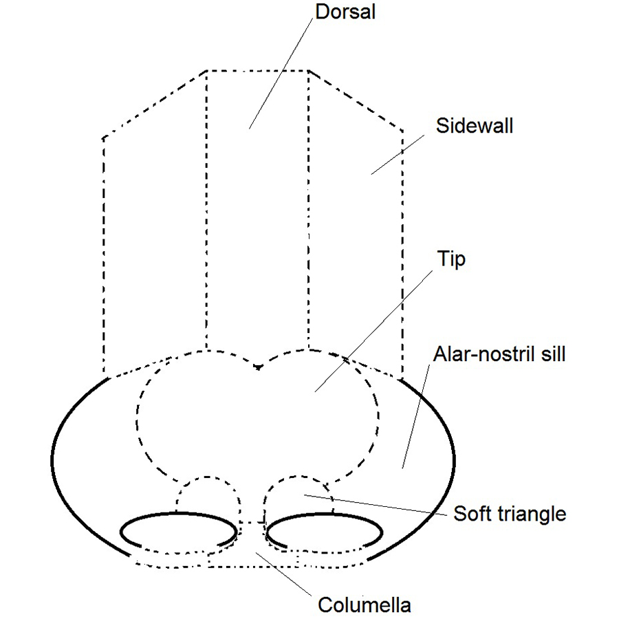 Labelled diagram of the aesthetic nasal subunits used in rhinoplasty planning
