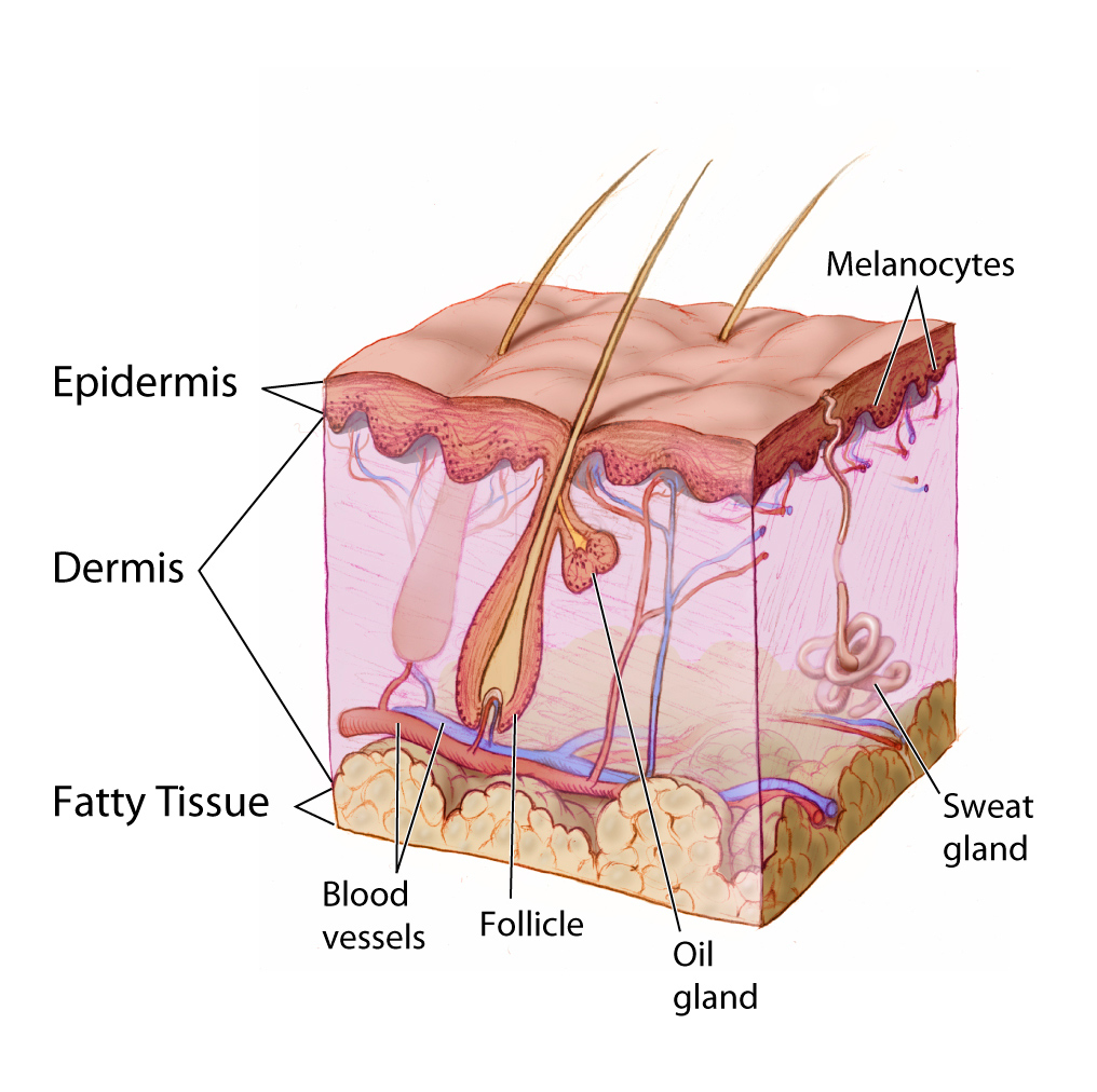 Medical illustration of skin layers: epidermis, dermis, fatty tissue, blood vessels, hair follicle, oil and sweat glands